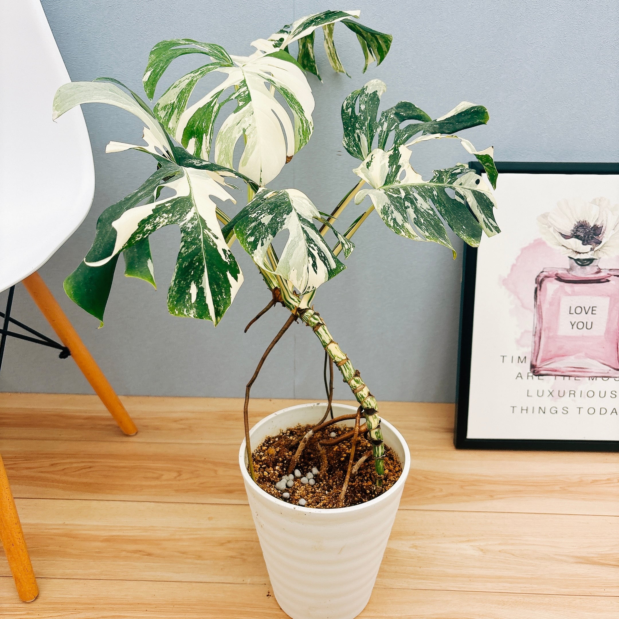 接木 パンダガジュマル斑入り 大苗 パンダガジュマル 斑入り 希少 接木