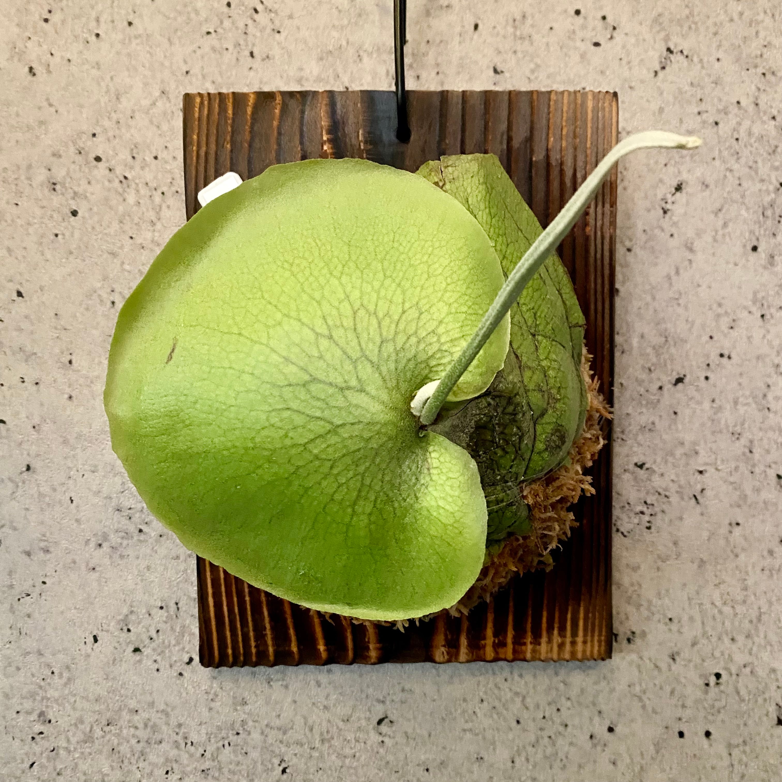 ビカクシダ | Planet Plants プラネットプランツ