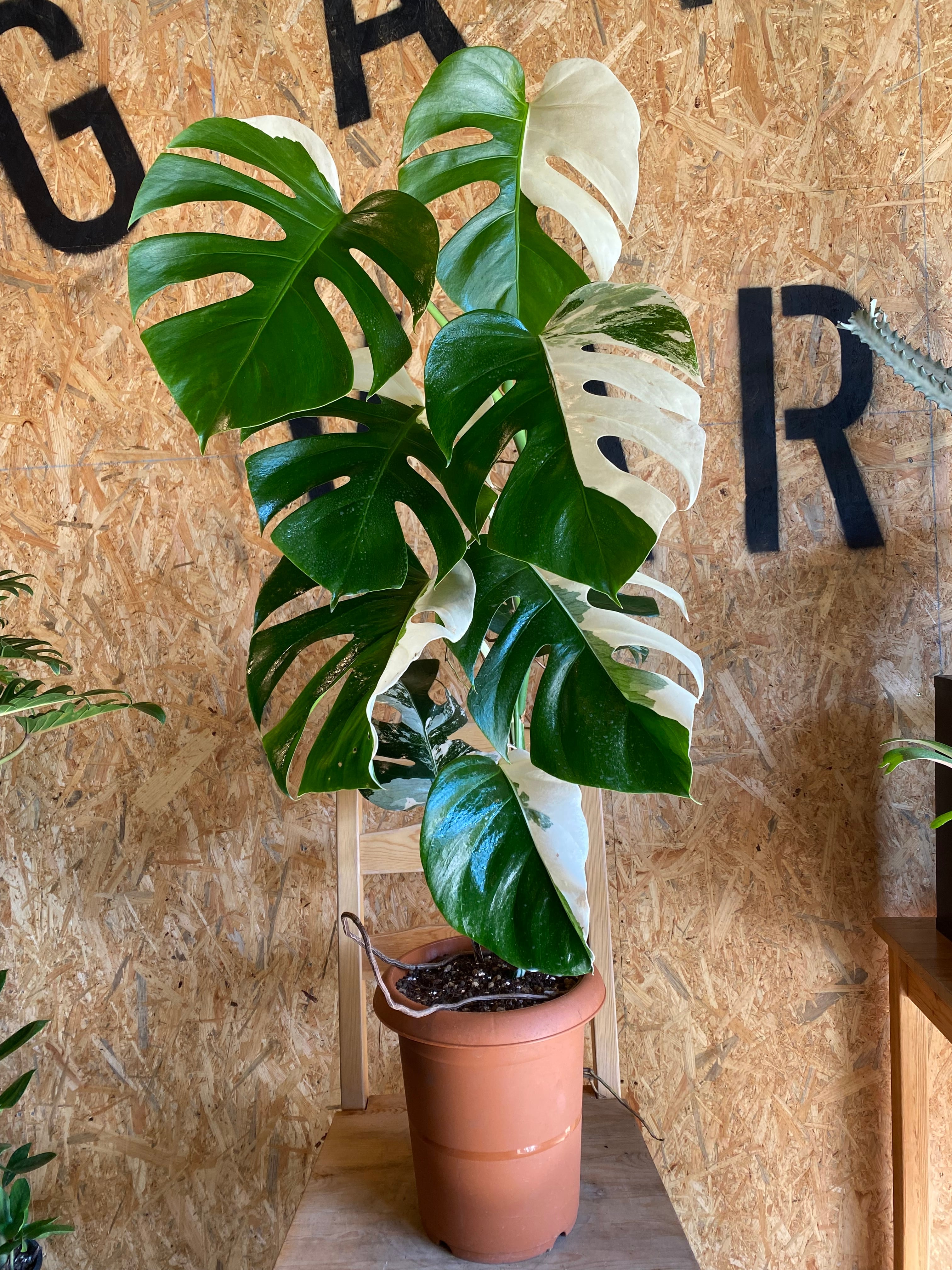 モンステラ 斑入り ホワイトタイガー H90cm W60cm 口径20cm | Garden