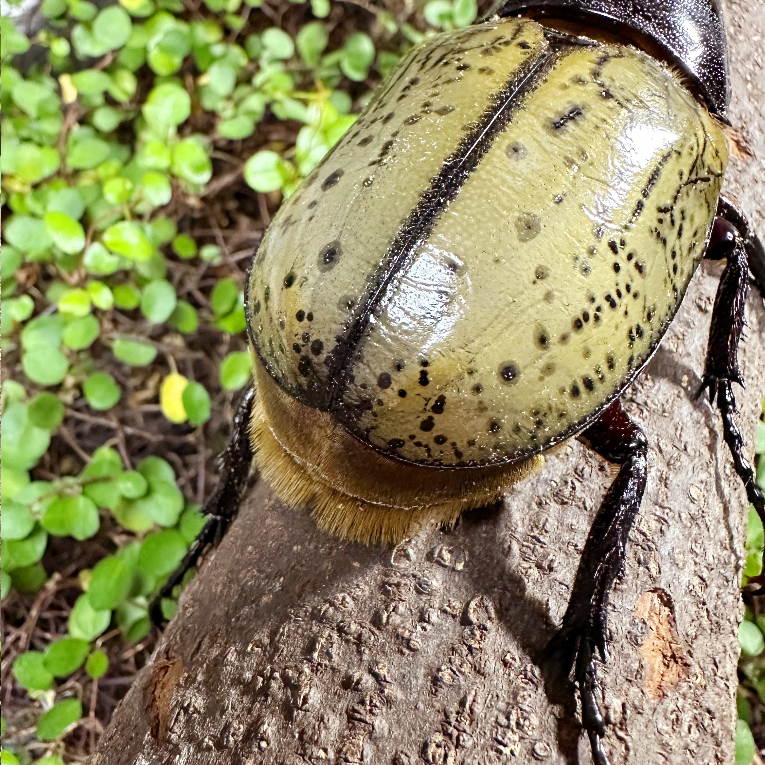 D*s様 D.hヘラクレス 大型 野外標本 D*s様 D.hヘラクレス 大型 野外