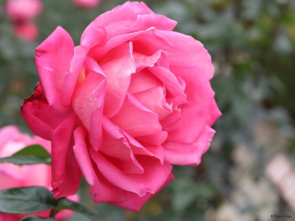 感謝・ありがとう」の花言葉をもつ花一覧！大切な人に贈りたい花は