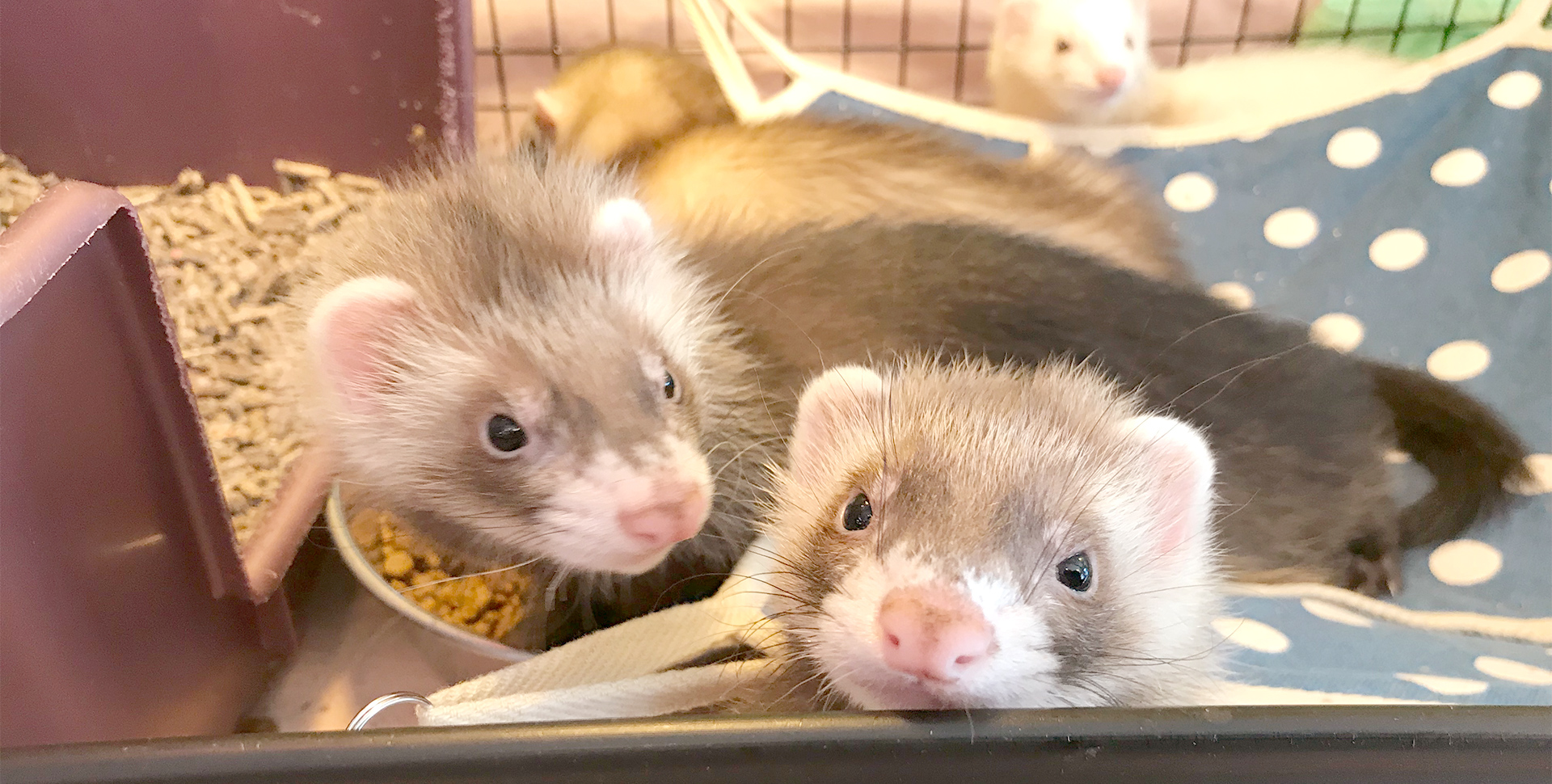 冷凍国産 新鮮なヒヨコ 250羽、300羽、350羽、400羽、510羽