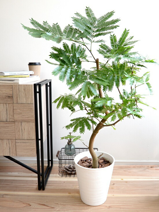 直接取引のみ 東京都北区】エバーフレッシュ 観葉植物 約170cm プラ鉢