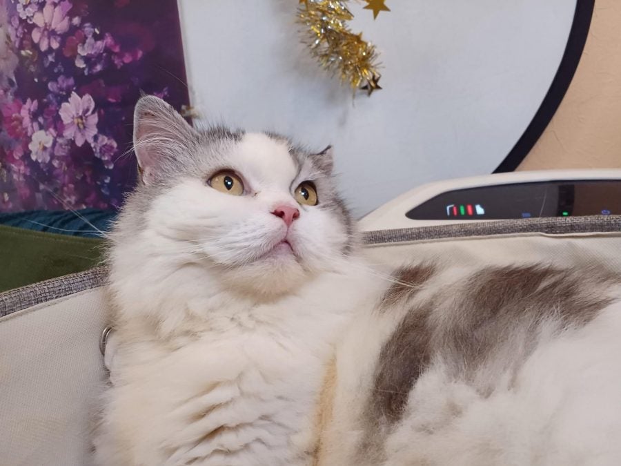 早良区藤崎】至福の時間♪ワンちゃんネコちゃんのいるカフェをご紹介