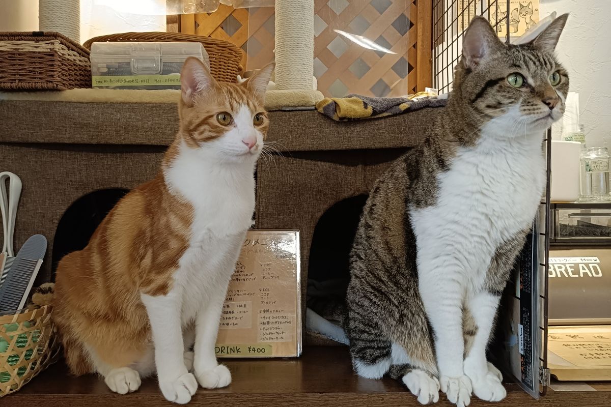 Post by ねこのみせ＠おかげさまで20周年 on X: 連動するふたり