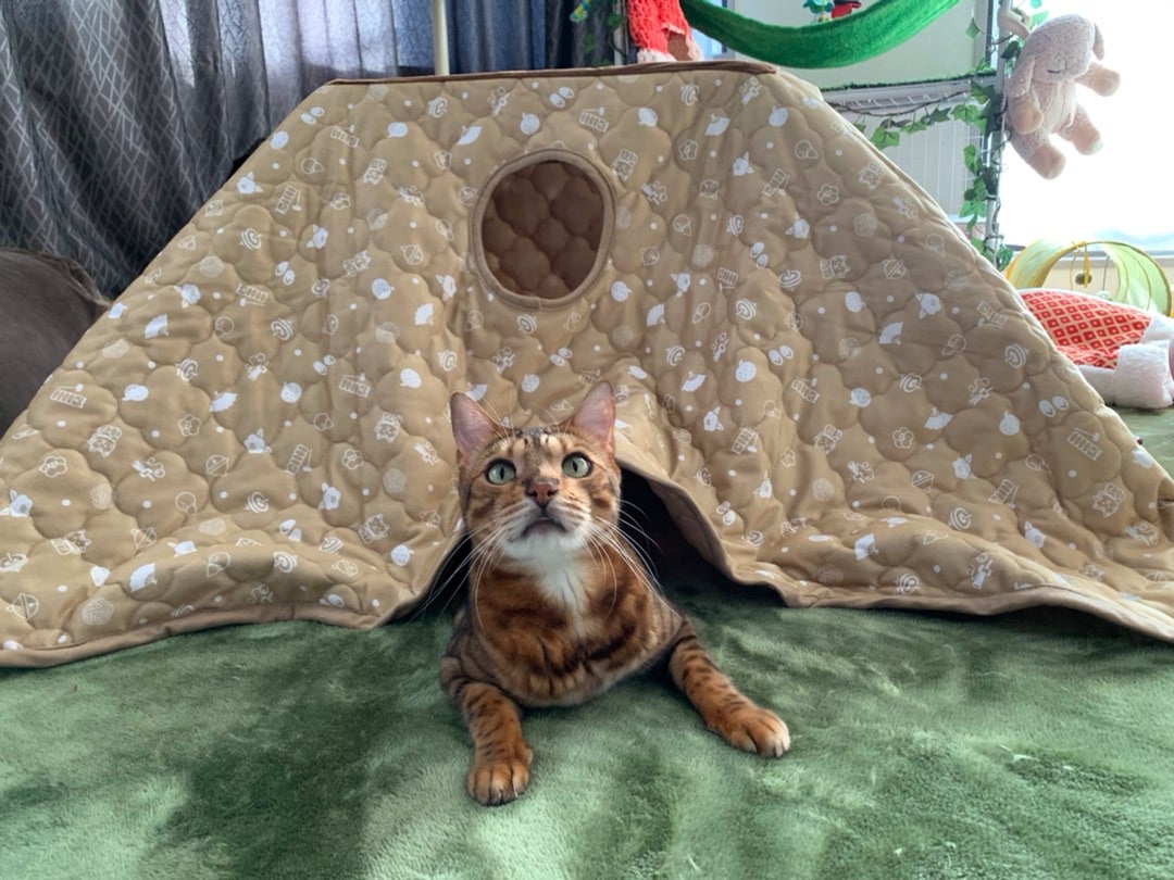 二段の猫こたつ（マルカン）口コミが少ないので検討してる方へ | 友子