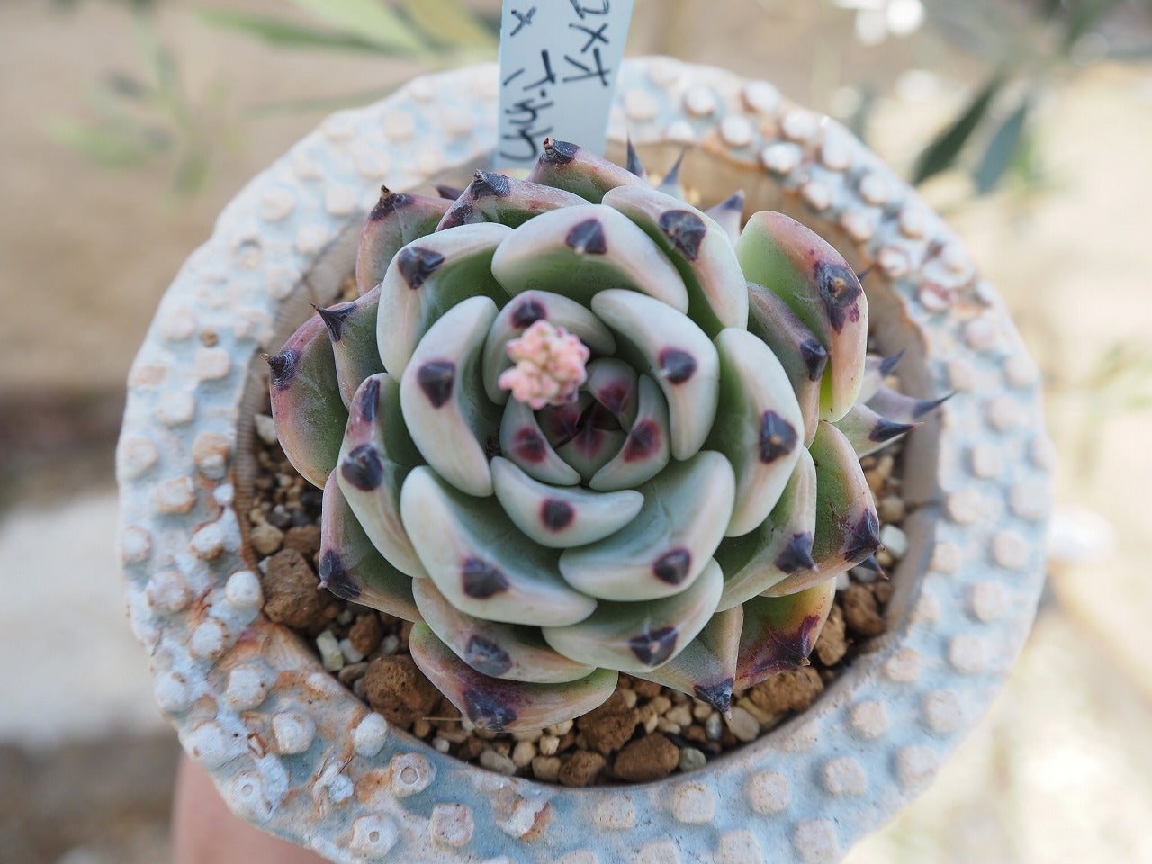 おらいさん青札ざわわ交配コレクション | ブログ版Olive&SucculentGarden