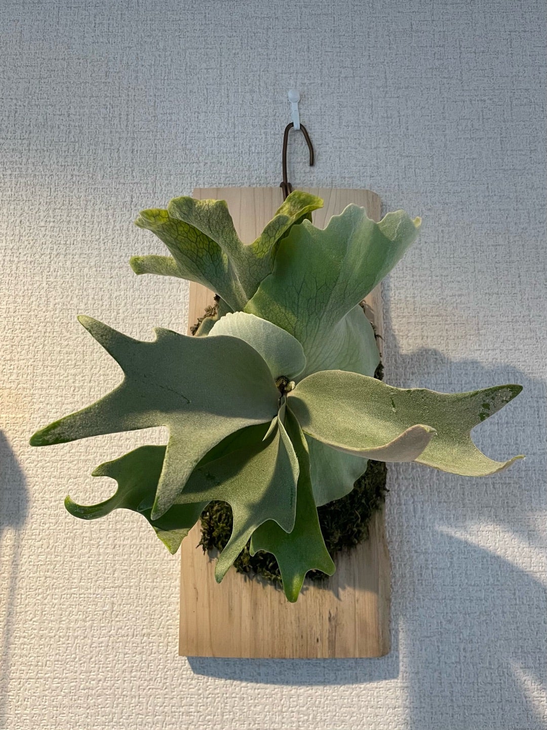 ビカクシダ コットンクラウド（P. willinckii cotton cloud