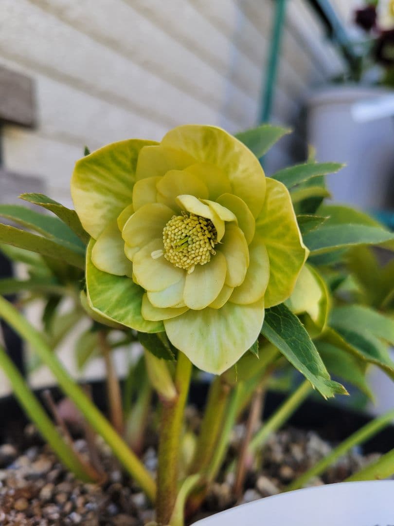 ヒ*イ様 広瀬園芸　クリスマスローズ　ダブル 広瀬園芸さんのクリスマスローズ販売スタート！＆ピンクニゲル