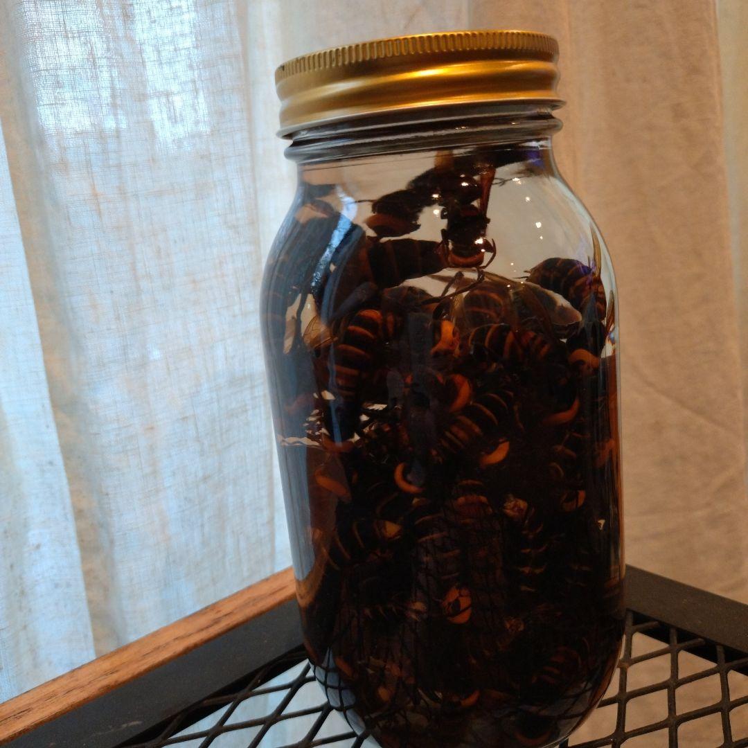 オオスズメバチ　焼酎漬け 蜂酒 720ml | 蜂酒-オオスズメバチの焼酎漬け販売｜あつたや