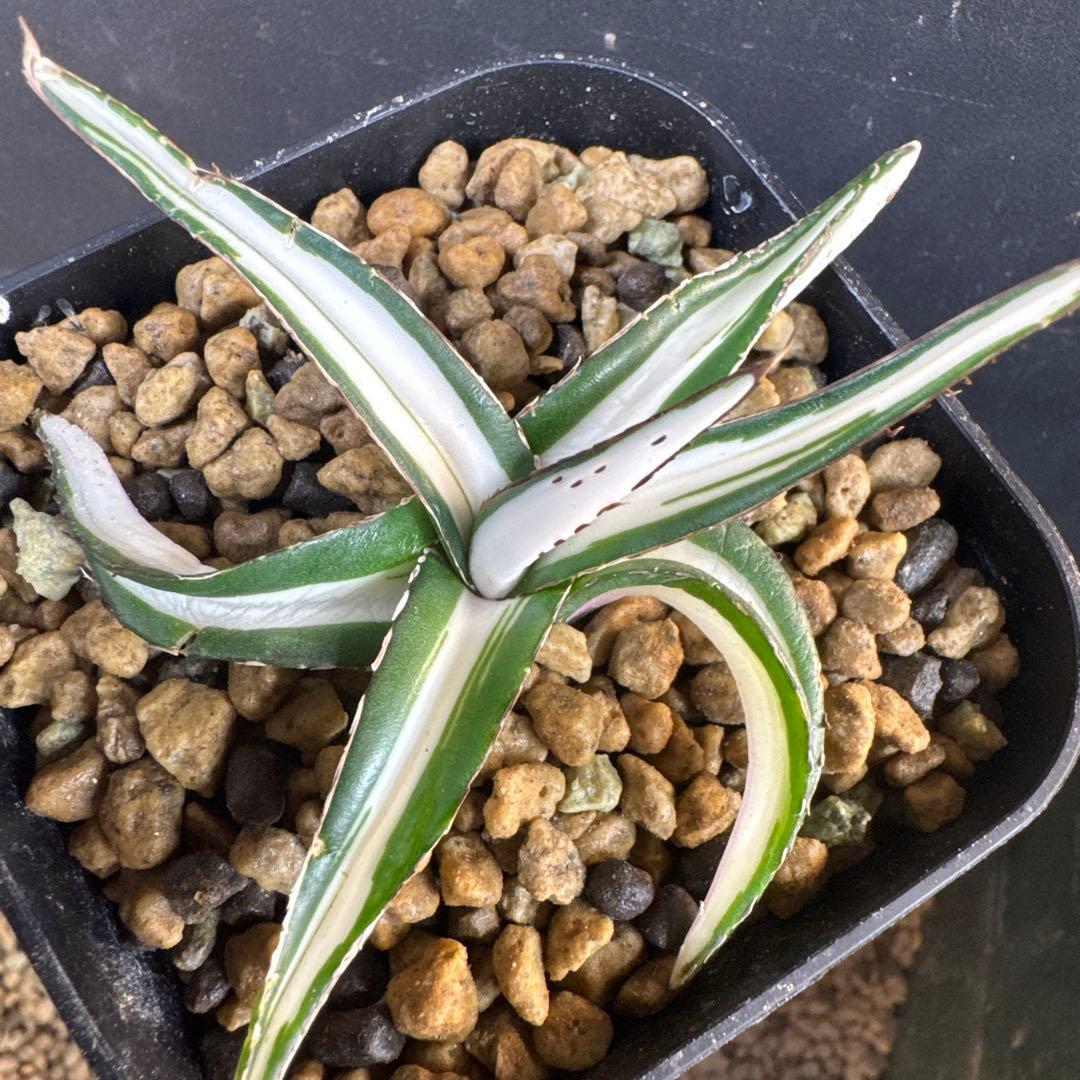 まぁーちゃん　速達込みアガベ　笹の雪　氷山子株　純白中斑 2026年最新】アガベ 笹の雪 氷山の人気アイテム - メルカリ