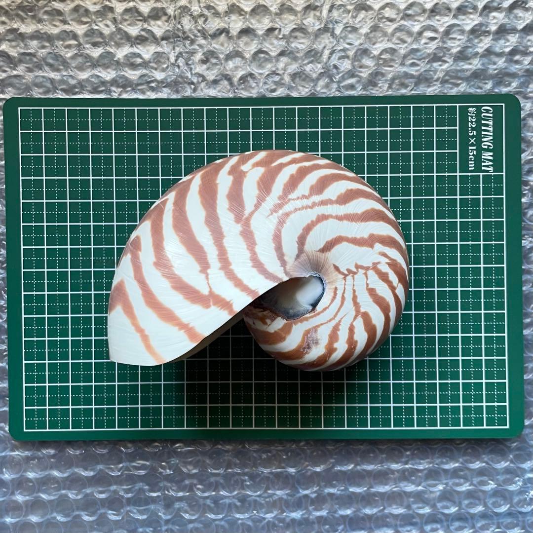 【生きた化石】オウムガイ　貝殻 生きた化石」の一種オオベソオウムガイ（Nautilus macromphalus）。南