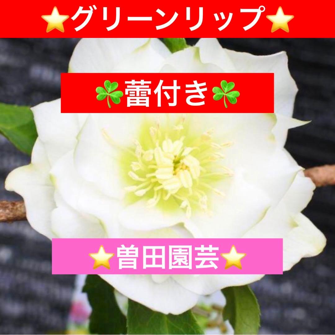 ヒ*イ様 ☘️蕾付き☘️3367⭐️グリーンリップ⭐️ 曽田園芸⭐️ 園芸ネット本店｜曽田園芸さんのクリスマスローズ：グリーンリップ