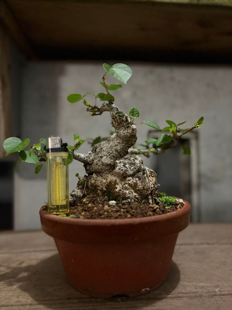 専用　オオハマボウ　小品盆栽　太幹　ハート型の葉 専用 オオハマボウ 小品盆栽 太幹 ハート型の葉 オオハマボウ 小品盆栽